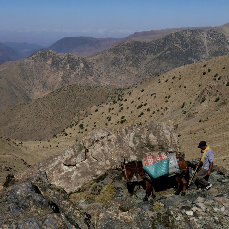 Muletier, haute vallée de l'Ourika, Atlas marocain