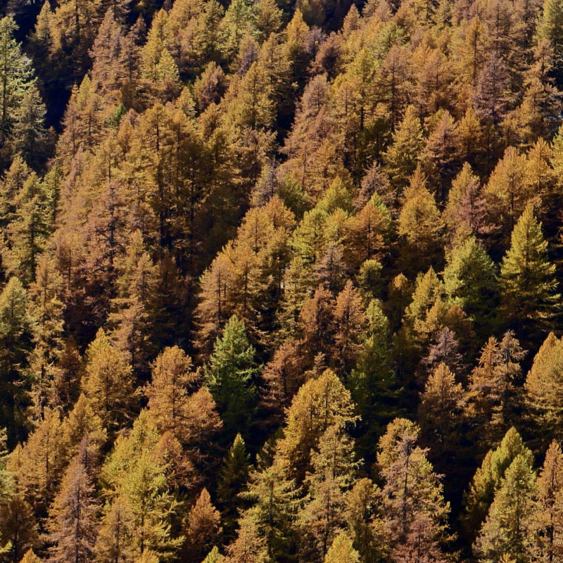 Mélèzes à l'automne