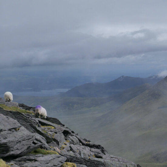 Brebis sous le sommet du Carrauntoohil