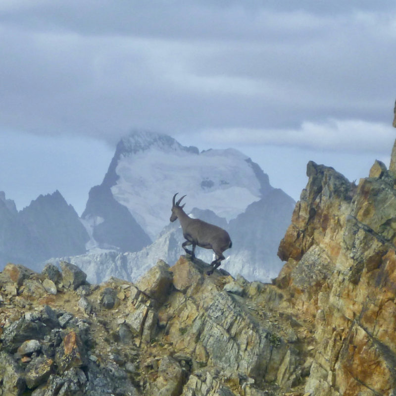 Bouquetin devant la Barre des Ecrins (photo prise à la tête de la Cassille)