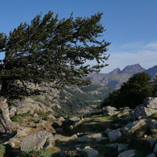 Le hêtre le plus photographié de Corse, au-dessus de la bocca San Petru