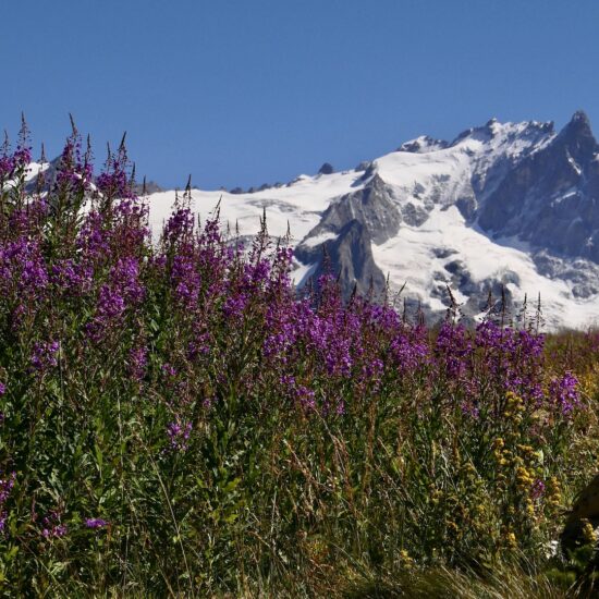 La Meije sur fond d'épilobes, plateau d'Emparis
