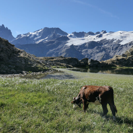 Vache au lac Lérié, plateau d'Emparis
