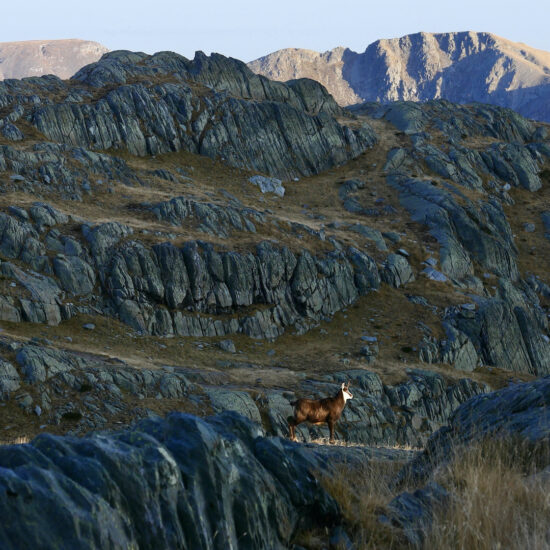Chamois dans la zone IV des gravures des Merveilles