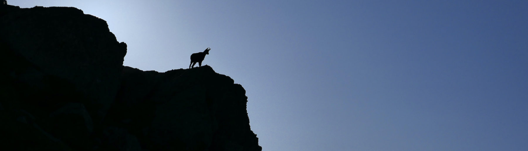 Silhouette de chamois à contre-jour au lever de soleil, Mercantour