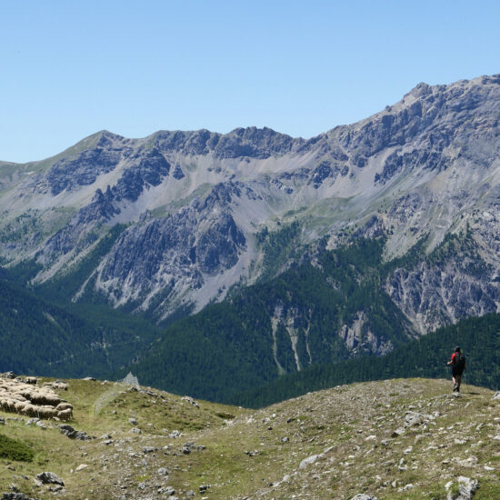 Face au troupeau sous le lac de Souliers