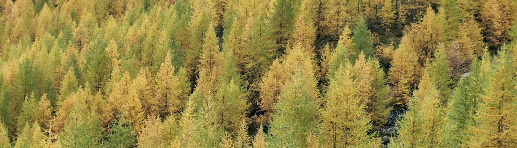 Mélèzes à l'automne