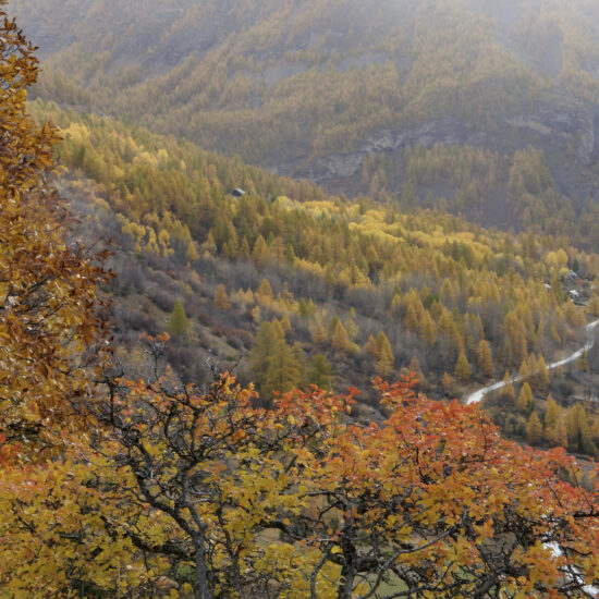 Couleurs d'automne à Bayasse, Mercantour
