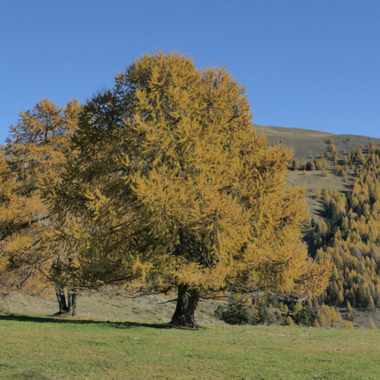 Melèzes à l'automne, Beuil, Mercantour