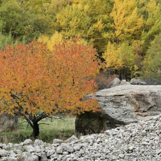 Cerisier d'automne en Oisans