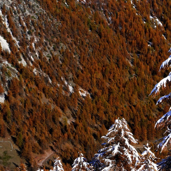 Mélèzes à l'automne