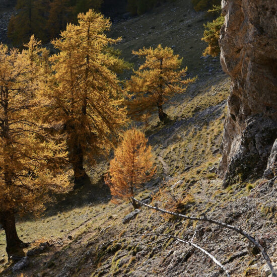 Mélèzes à l'automne, Vallaurette, Mercantour