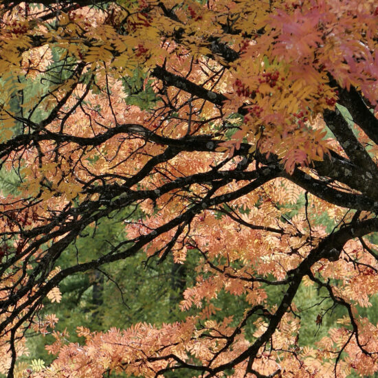 Sorbier à l'automne