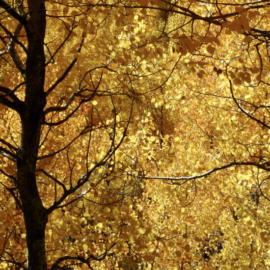 Trembles à l'automne