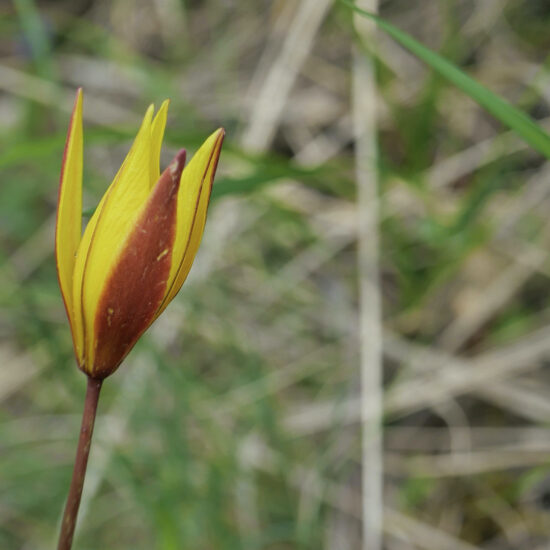 Tulipe australe
