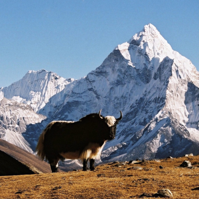 Yack devant l'Ama Dablam