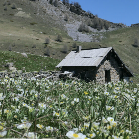 Cabane de Clot Saret sous la tête des Raisins, au milieu des renoncules des Pyrénées
