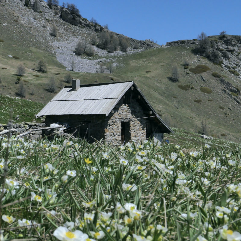 Chalet d'estive sous la tête des Raisins au milieu des renoncules des Pyrénées