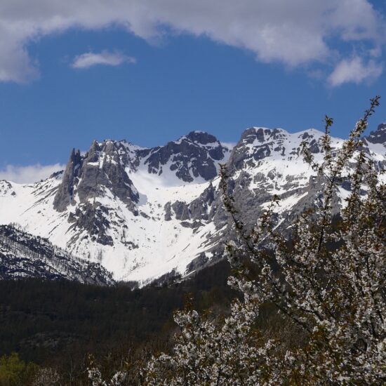 Tenailles de Montbrison et cerisiers en fleurs