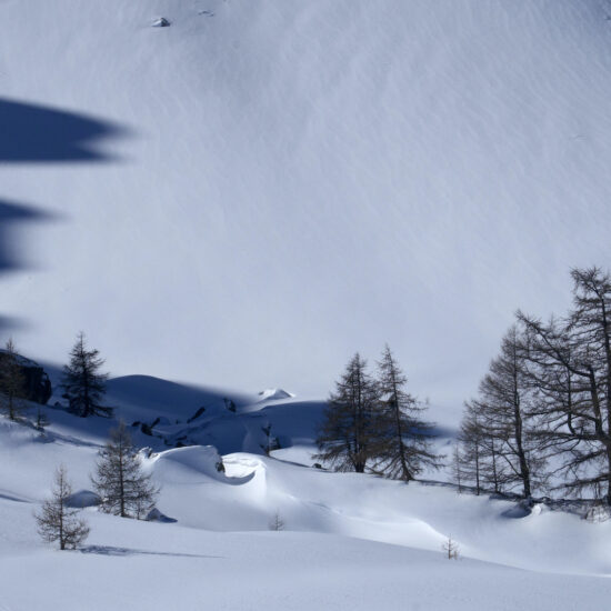 Mélèzes sous la Grande Manche, vallon du Chardonnet