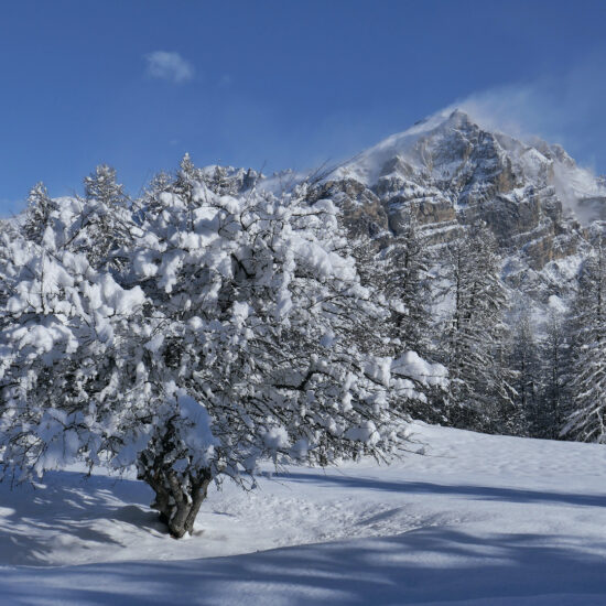 Arbre enneigé sous le col de la Pousterle