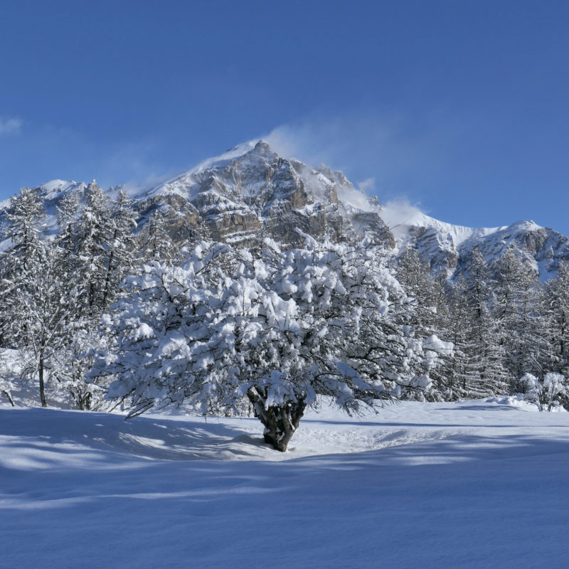 Raquettes au pays des Ecrins, arbre enneigé sous le col de la Pousterle