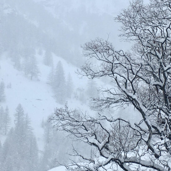 Arbre enneigé au Roux d'Abriès