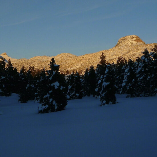 La forêt au coucher du soleil
