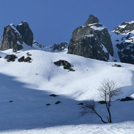 Arbre solitaire