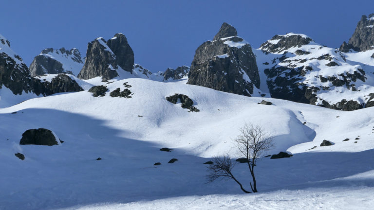 Arbre solitaire