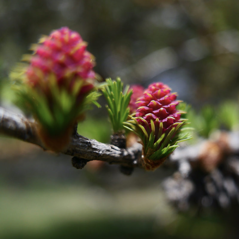 Fleurs de mélèze