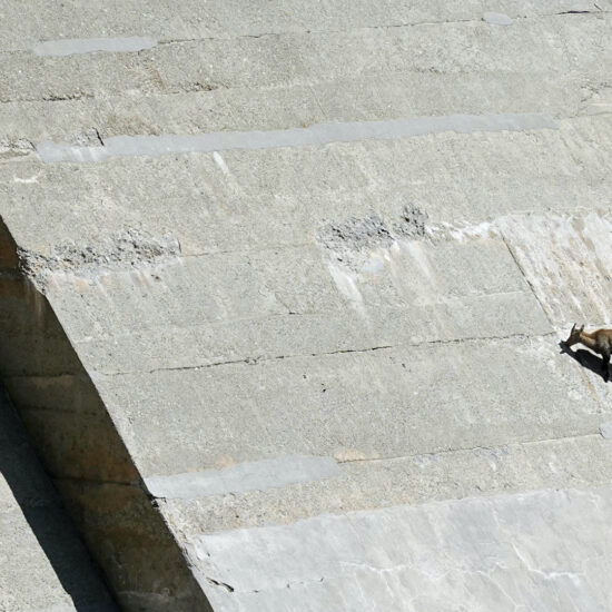 Bouquetin léchant le sel au barrage de la Fous