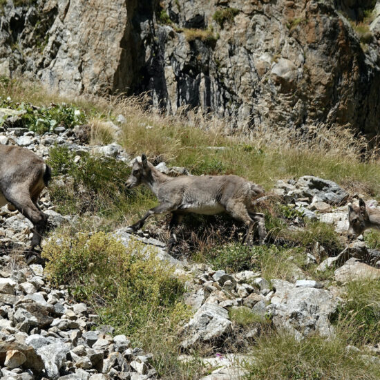 Famille de bouquetins près du refuge de Nice