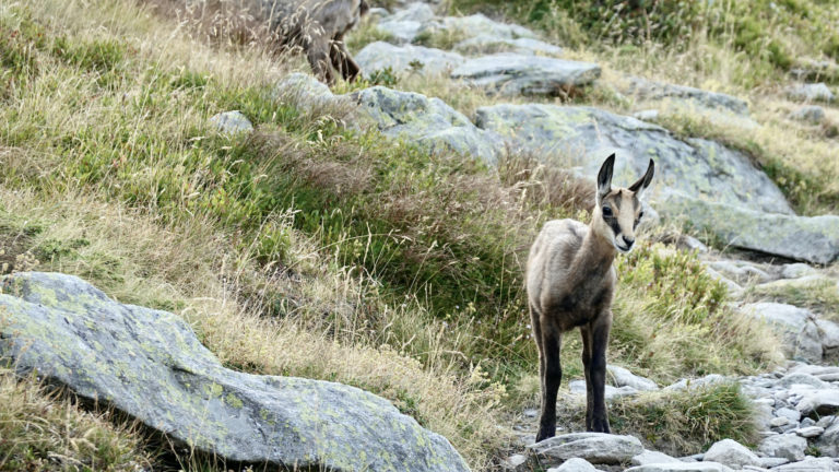Jeune chamois sous le pas de l'Arpette, Mercantour