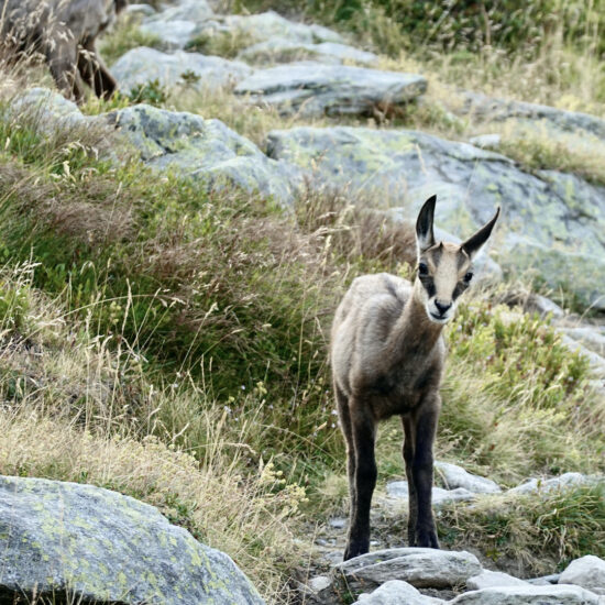 Jeune chamois sous le pas de l'Arpette, Mercantour