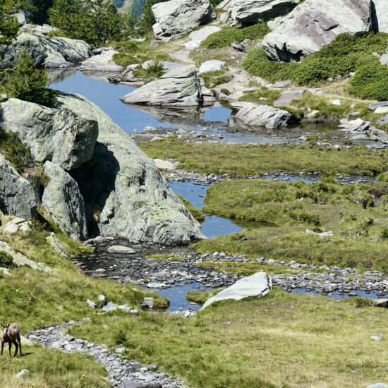 Chamois dans le vallon sauvage des Verrairiers, vallée de la Gordolasque