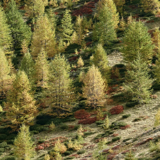 Les mélèzes entre vert et jaune et le tapis rouge des myrtilliers