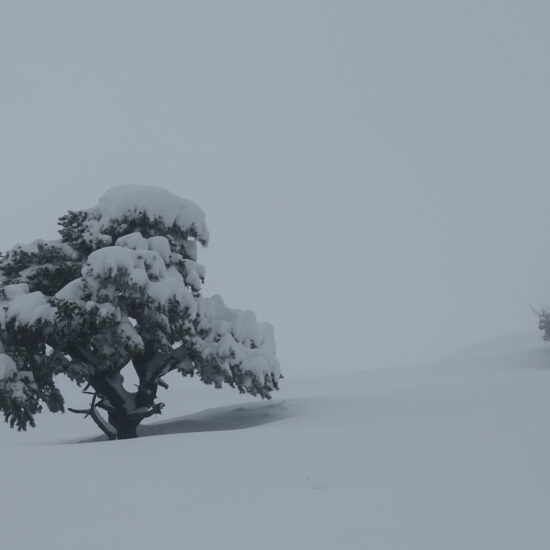 Arbres dans la brume