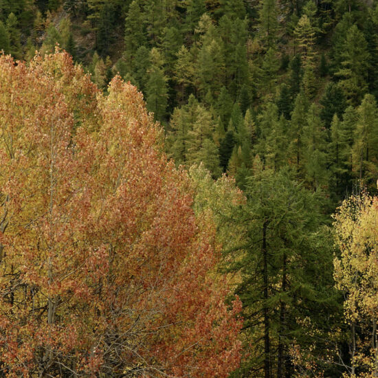 Trembles orangés et mélèzes encore verts