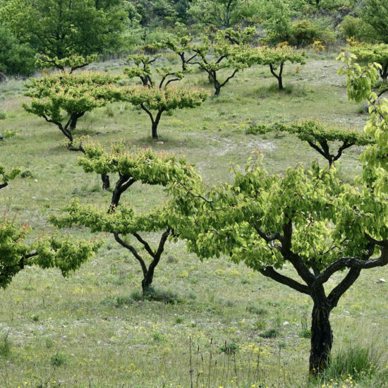 Abricotiers à Villeperdrix
