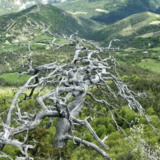 Arbre mort sur la crête, montagne de la Clavelière