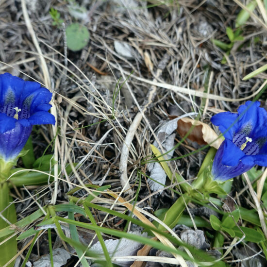 Gentiane à feuilles étroites