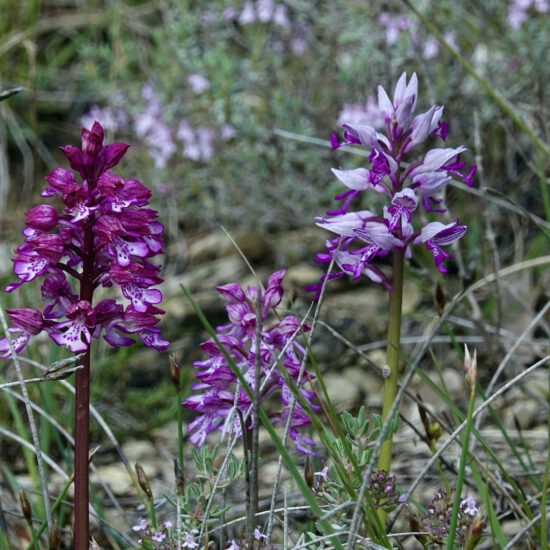 Orchidées
