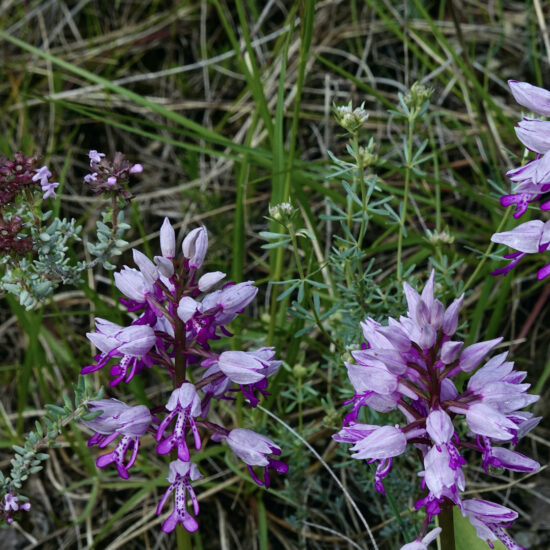 Orchidées et thym en fleurs