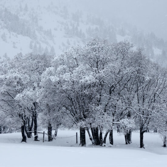 Arbres sous la neige à Maljasset