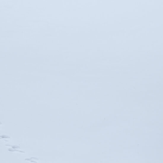 Trace de lièvre variable