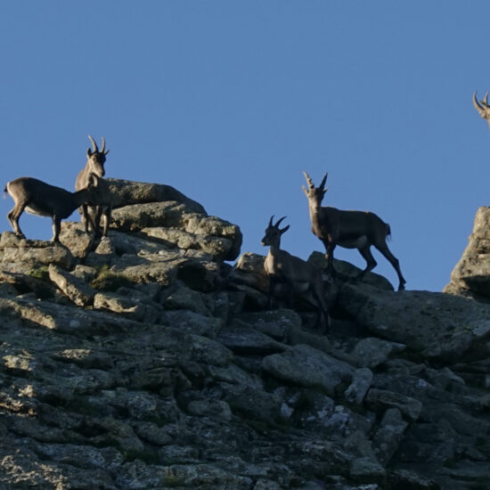 Bouquetins près du col de Côte Longue, sous le Vieux Chaillol