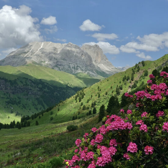Rhododendrons en fleurs devant le Sasso Piatto