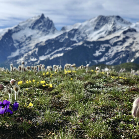 Profondeur de champ : la Meije et les fleurs