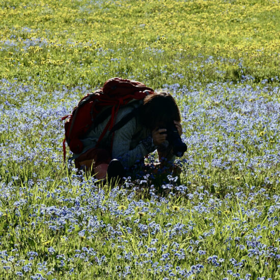 Photos de fleurs : les myosotis de l'Alpe du lauzet